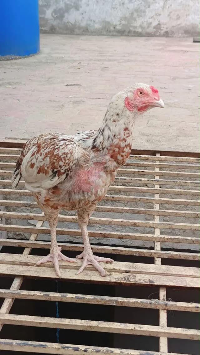 Aseel 2 male 3 female for sale