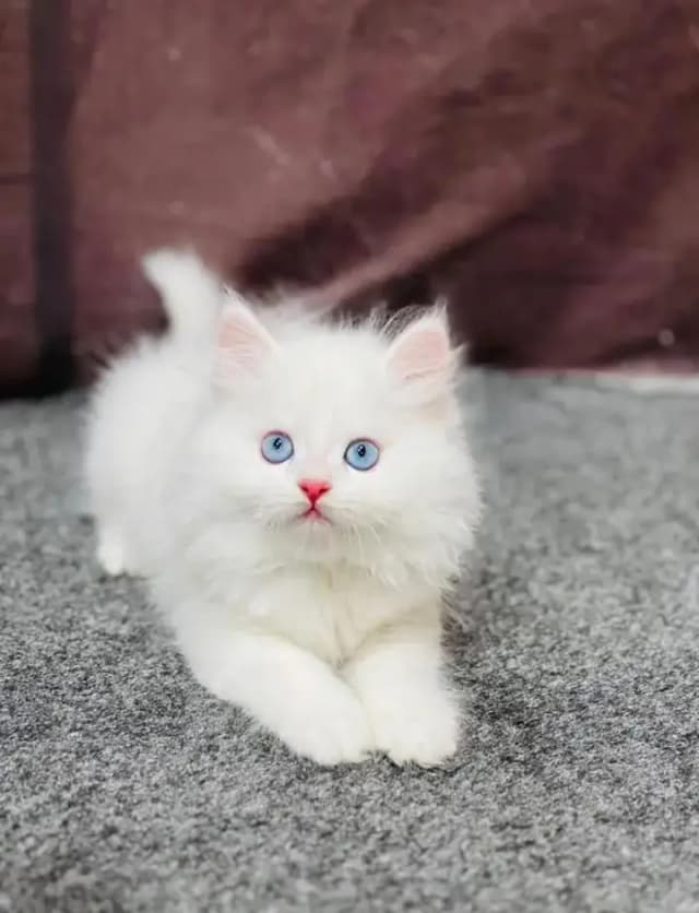 Persian Female kitten for sale 0346+9227+576 Whatsapp