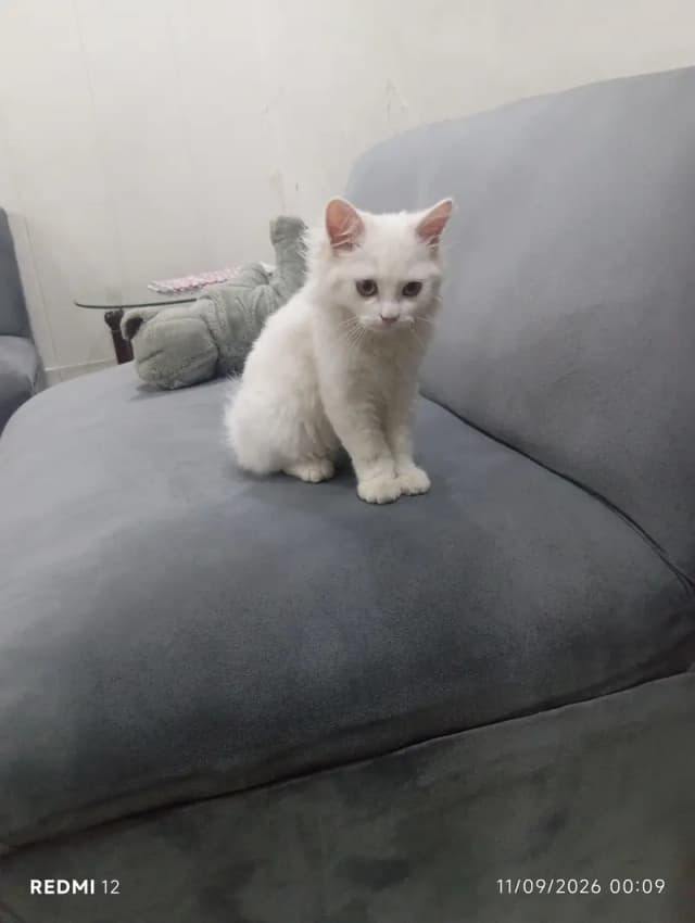 punch face male cat with all accessories vactiend full trained