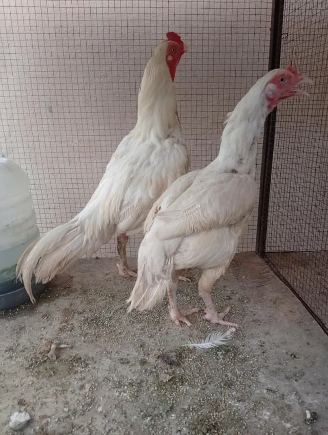 aseel for sale