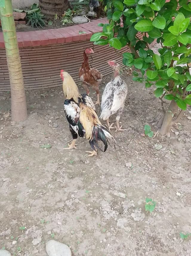 اصیل مرغ