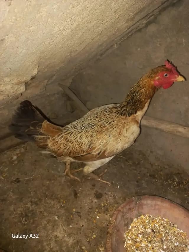 desi murghi andy wali aur misri mugha