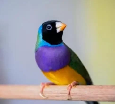 Green split Blue goldian  (only whatsapp call or sms)