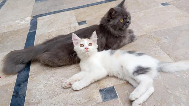 Two Persian cats