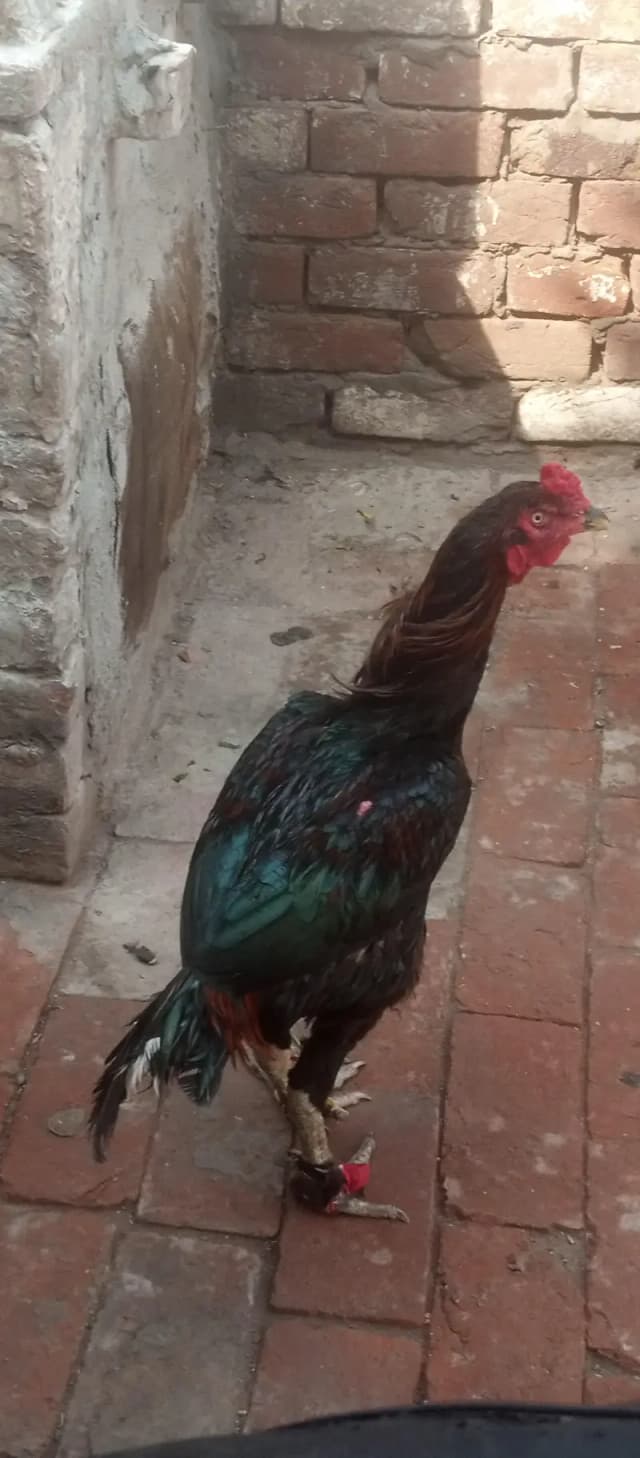 lakha aseel mugar