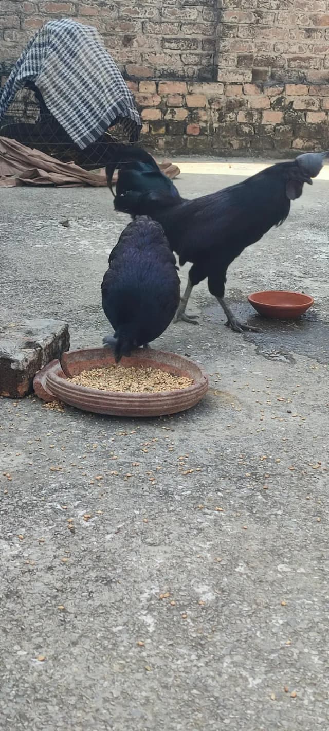 ayam cemani pair for Sale