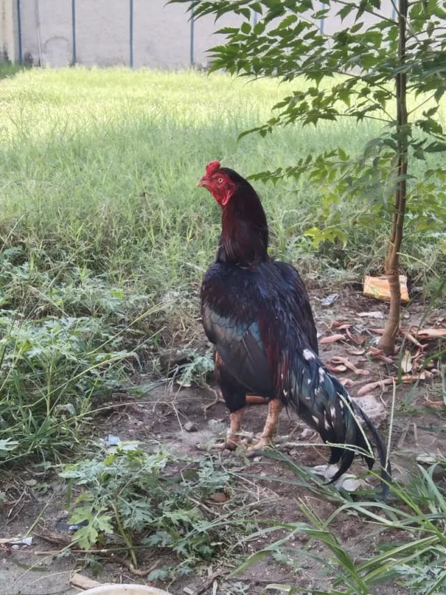 Lakha Murga