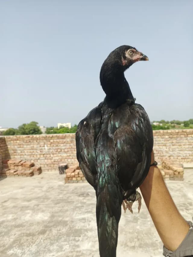 Mushki Madi for sale