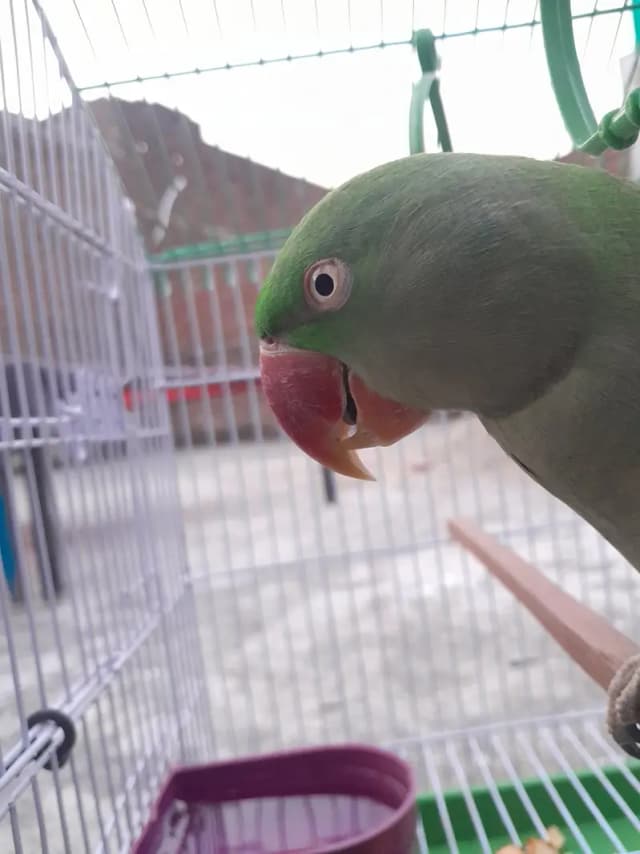 Alexandring Raa parrot