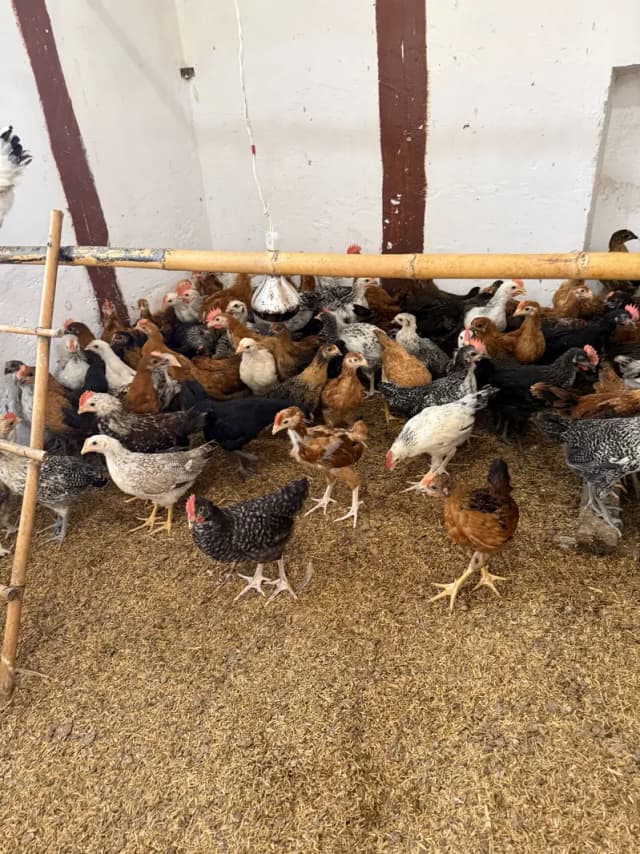 Golden misri desi Pathay pathiyan hens chuzay