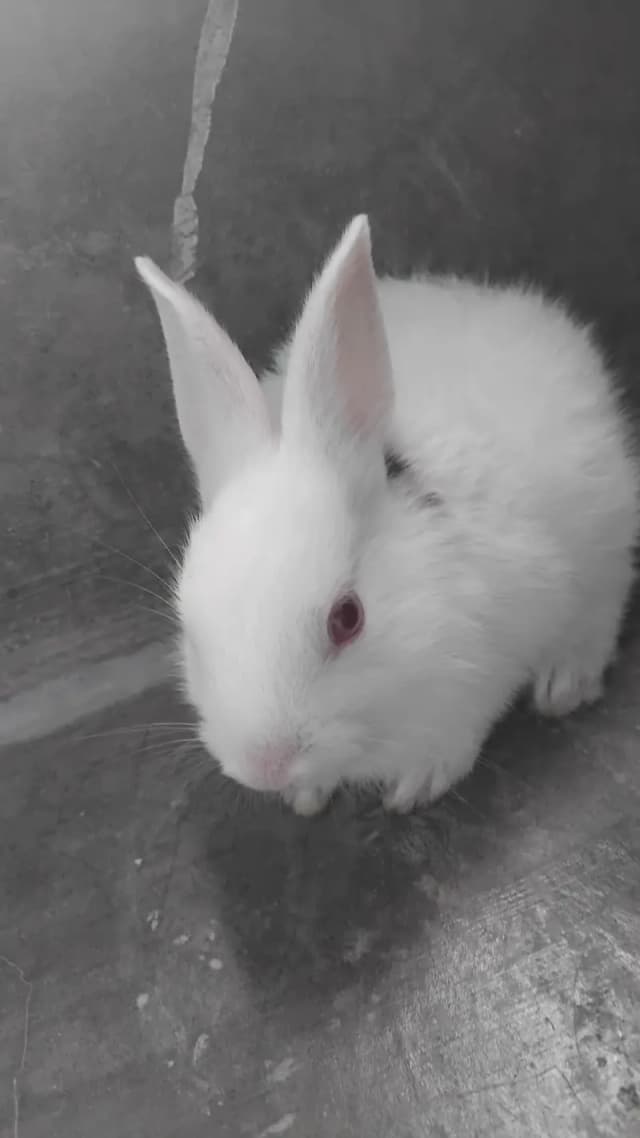 rabbits khargosh