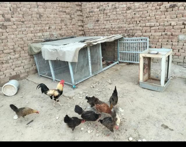 Hens for Sale
