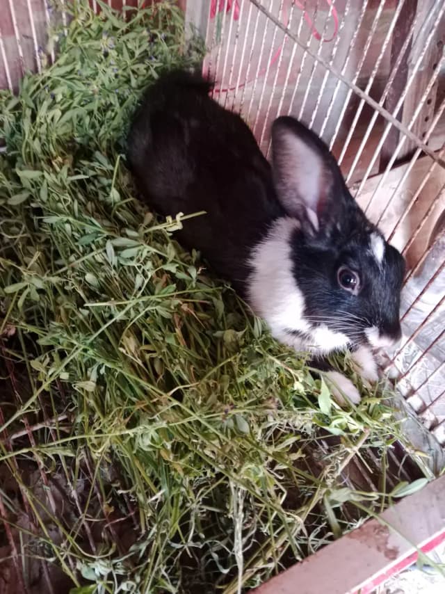 rabbit for sale