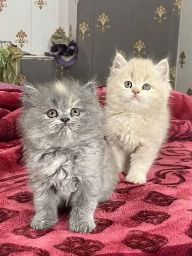 Persian kittens triple coat for sale contact whatsap 03716930454