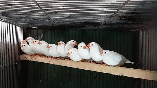 Snow White finches breeder pair