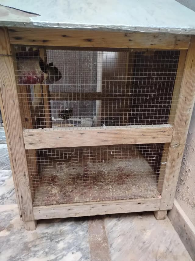 hen and parrot cages