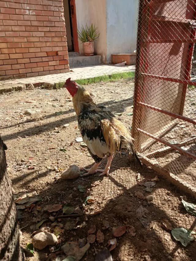 aseel murga high quality for sale