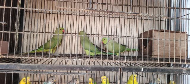 Raw breeder female ready for breed
