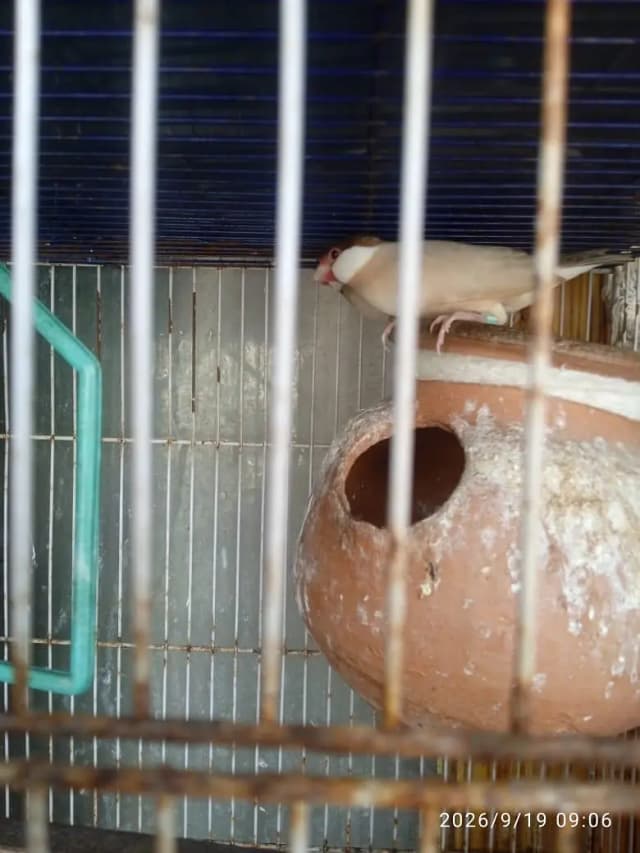 Fawn jawa and albino jawa 03710268160