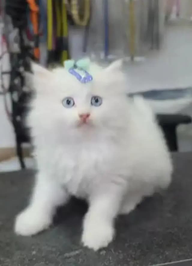 Persian Female kitten for sale 0324+8235803 Whatsapp