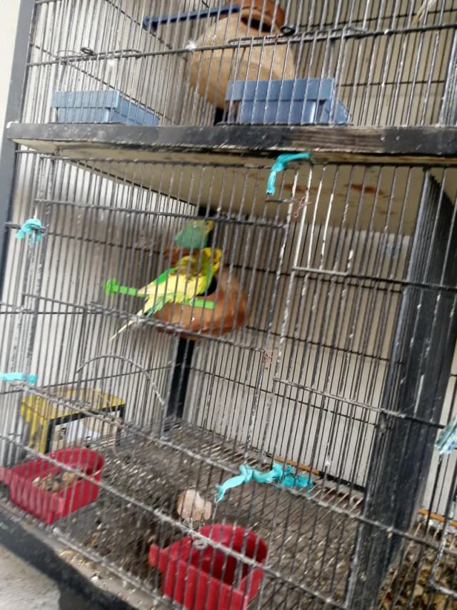 Good Condition with Budgies