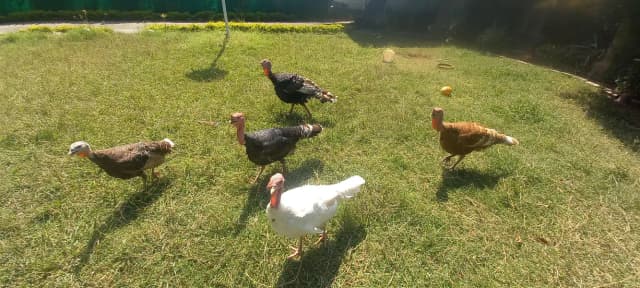 Turkeys Brown, White and Black