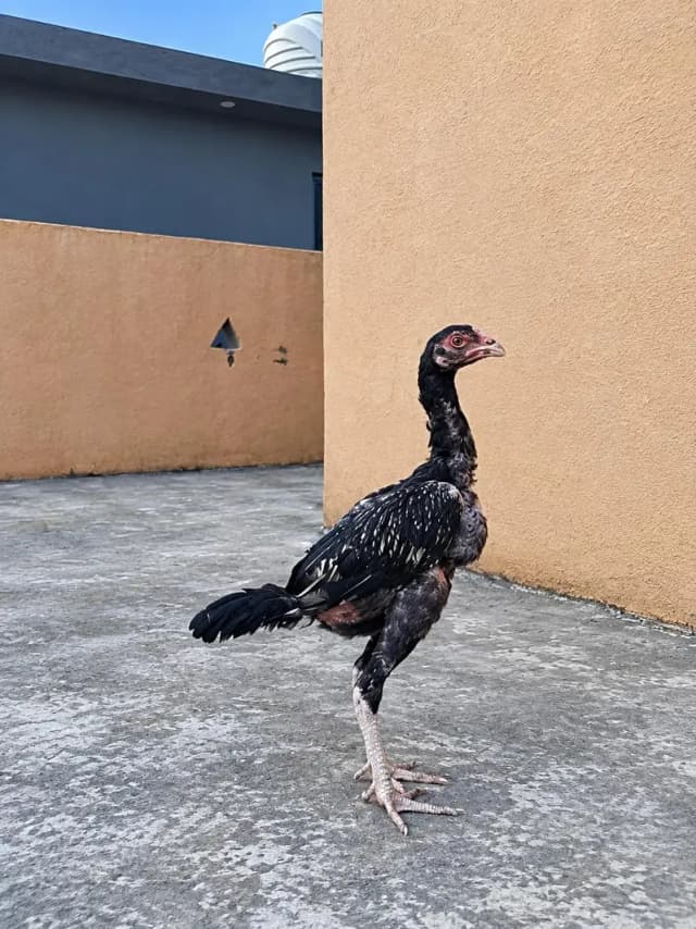 very hight quality aseel female