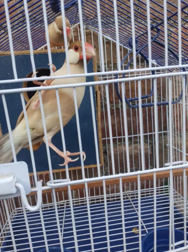 java finches