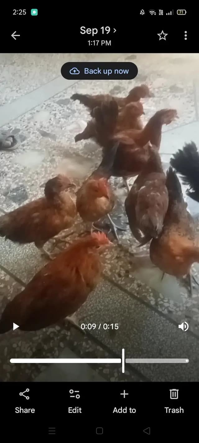 Golden Misri starter Hens FOR SALE