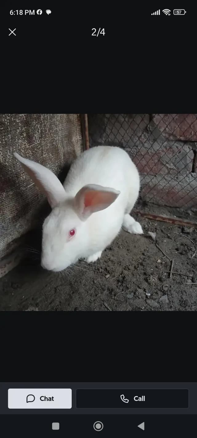 Newszealand Rabbit male