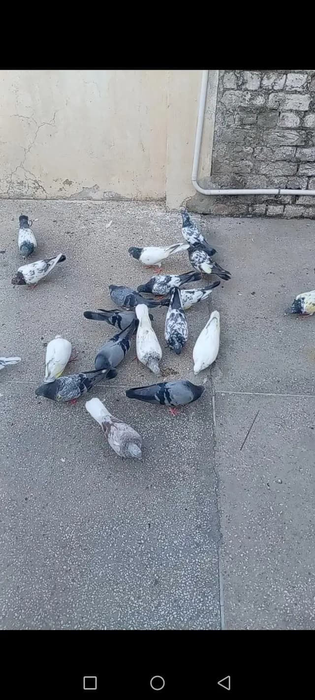 high quality pigeon