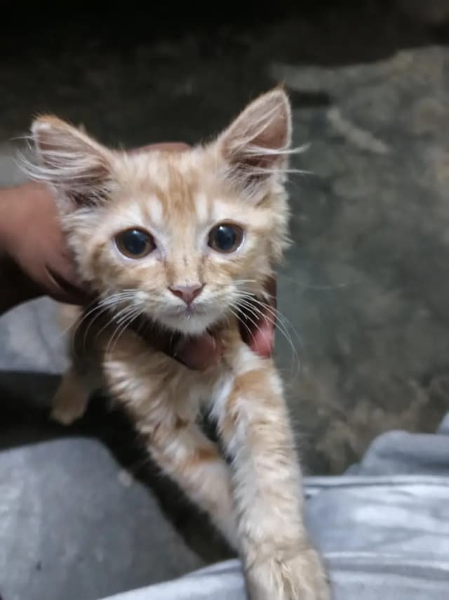 Persian