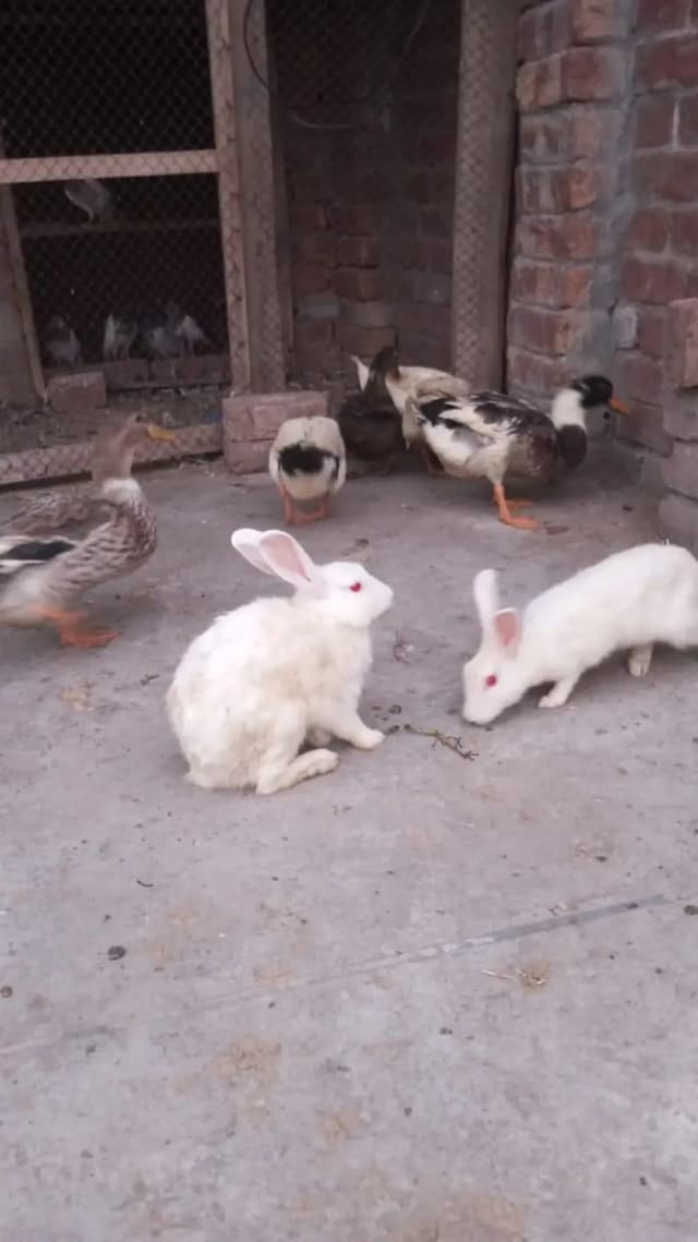rabbit