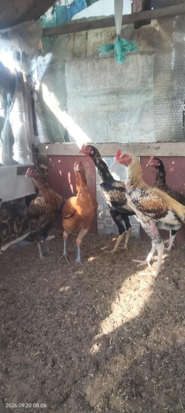 Asseel Chicken, Dasi Chicken and Sindhi Chicken Ready to Lay Eggs For