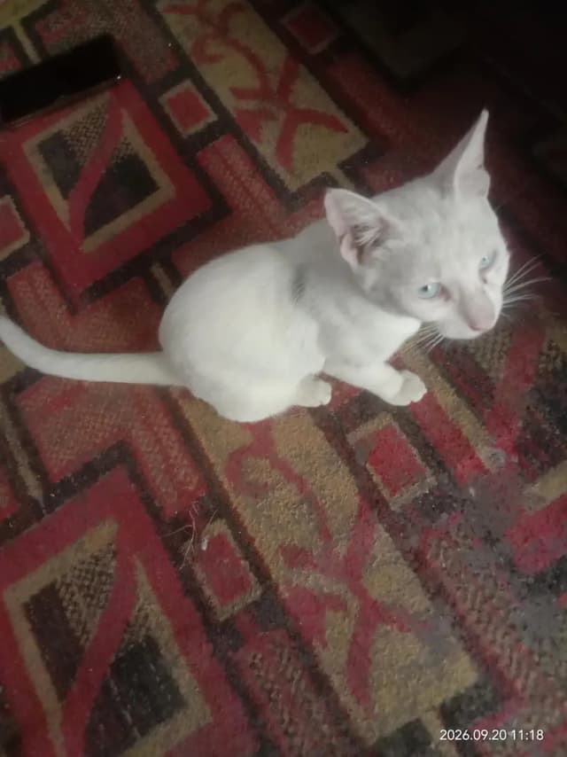 caTs.