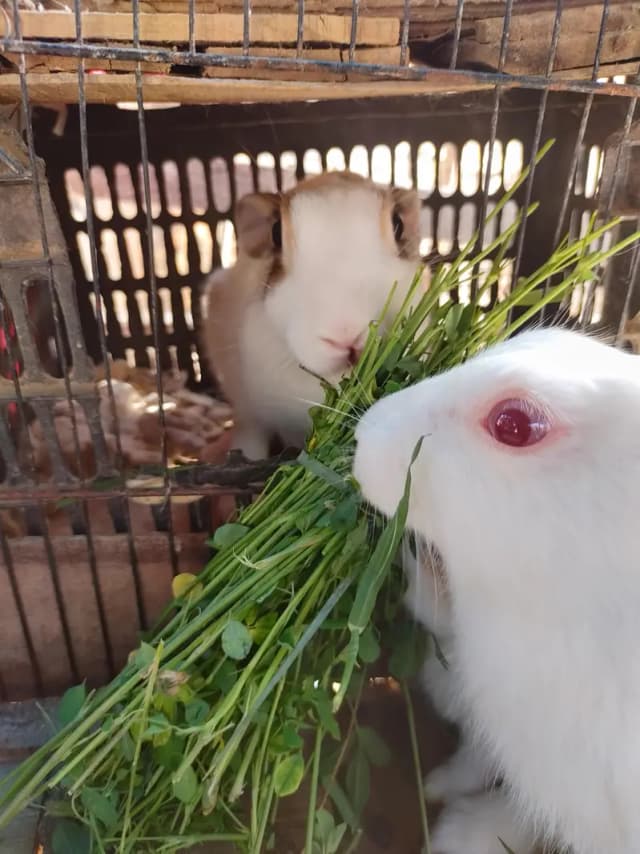 rabbit family