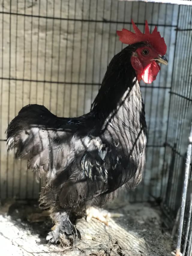 bantam male / aseel madi