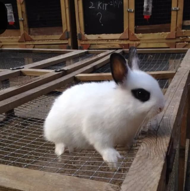 Hotot baby bunny