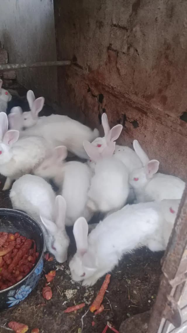 1 pair of rabbit 2500 1 pic 1500