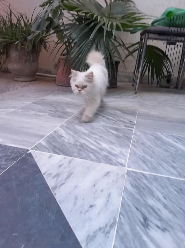 Persian Kitten