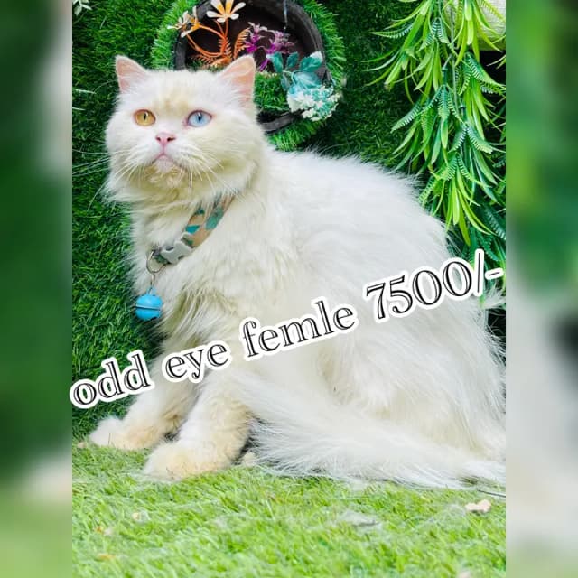 persian cats diffrent price  03248450839 watsap