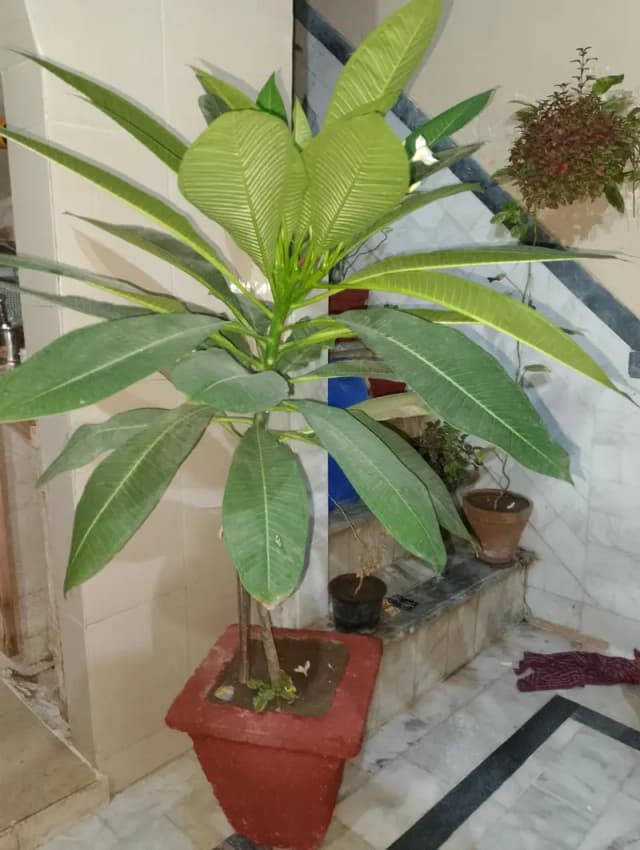 Champa plant