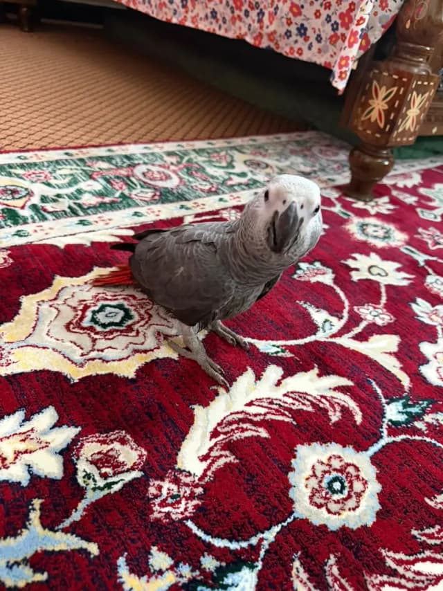 African Grey Parrot