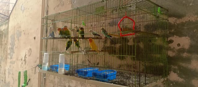 love birds mix