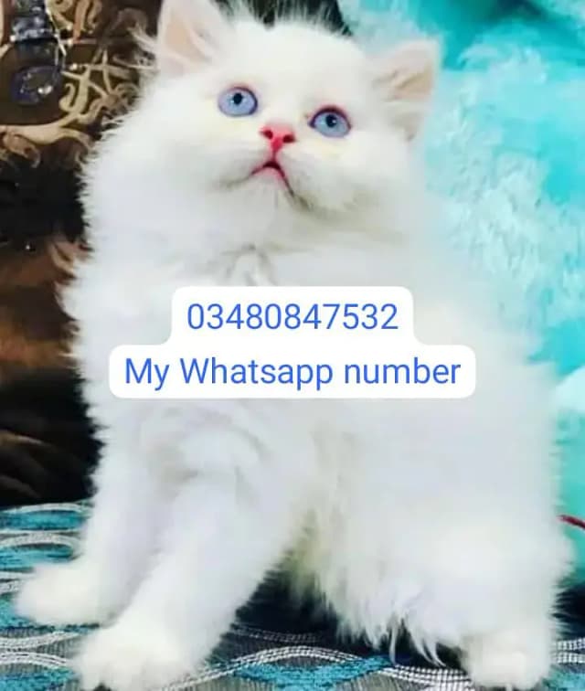 Persian kittens for sale
