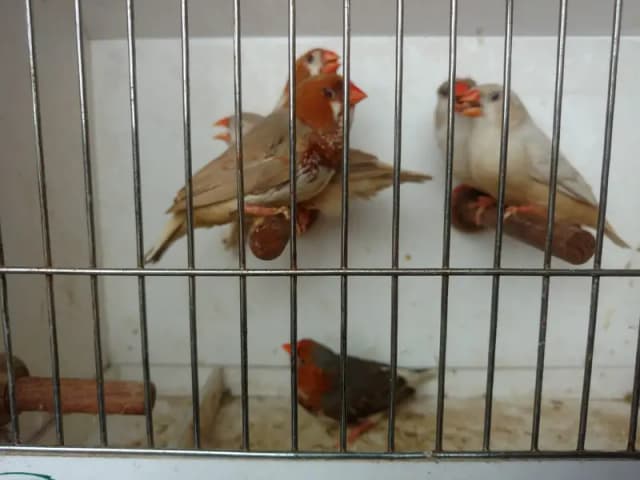 Finches