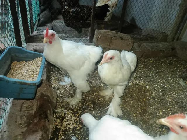 white hens buffs