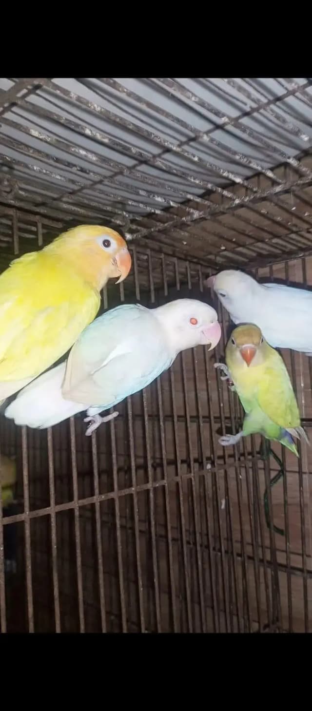 Albino red eyes 2 piece white pair best price