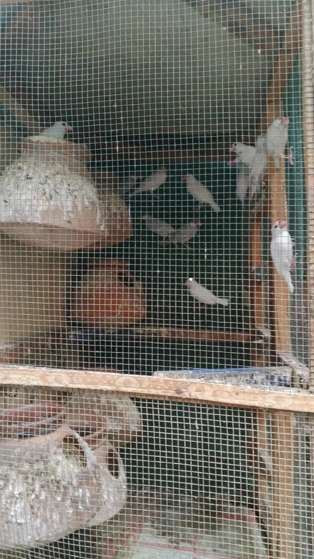 White Jawa Silver Jawa Opal Jawa Red eys. Healthy Pair's