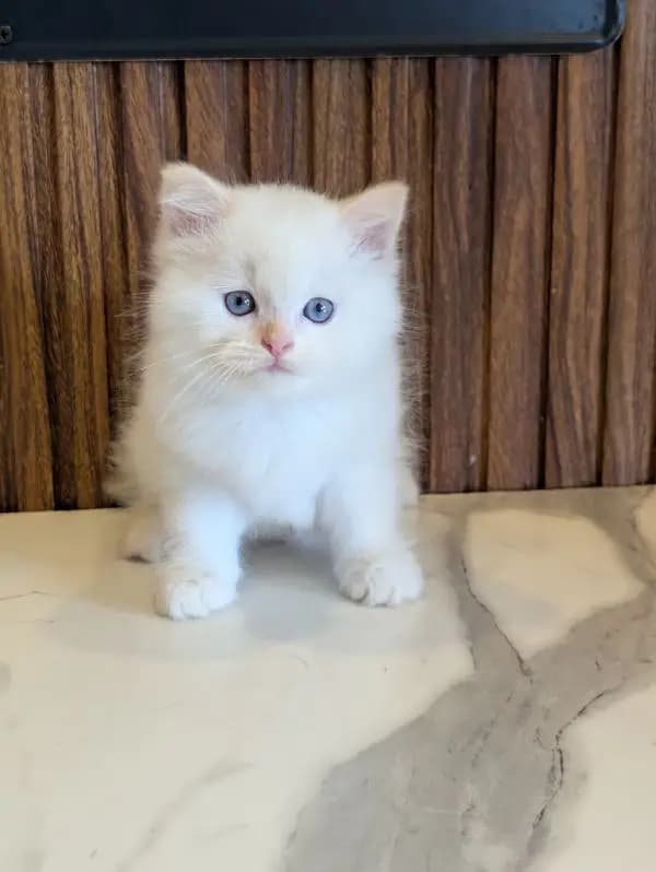 PERSIAN HIGH QUALITY KITTENS